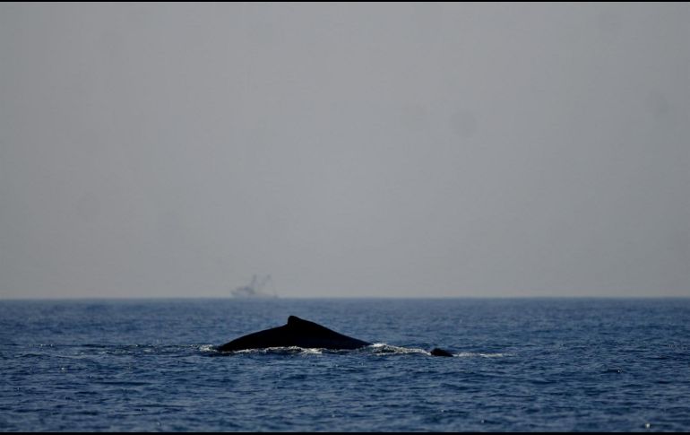 Muchas de las cuestiones del tratado son solamente técnicas, y en su mayoría giran en torno a la presión pesquera y a la contaminación marina. EFE/ U. Rodríguez