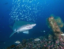 El turista fue atacado por el tiburón en un área con pocos bañistas. EFE/ARCHIVO