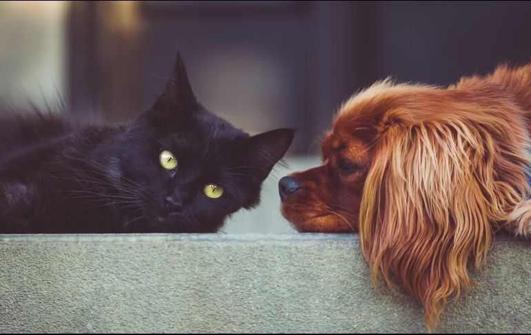Sus sentidos peculiares. Gatos y perros se relacionan con el mundo de una manera diferente a como nosotros lo hacemos. Pixabay