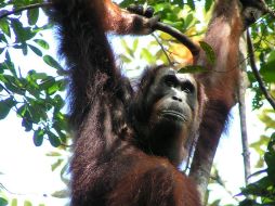 Para hacer el estudio, grabaron las llamadas de unos setenta simios de seis poblaciones de orangutanes de los pantanos y las selvas de Borneo y Sumatra. EFE / Madeleine E. Hardus