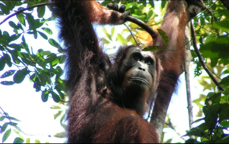 Para hacer el estudio, grabaron las llamadas de unos setenta simios de seis poblaciones de orangutanes de los pantanos y las selvas de Borneo y Sumatra. EFE / Madeleine E. Hardus