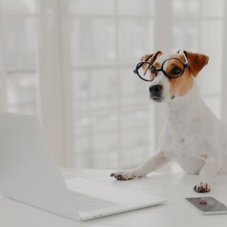 Aplicaciones para comunicarte con tu mascota ¿Funcionan?
