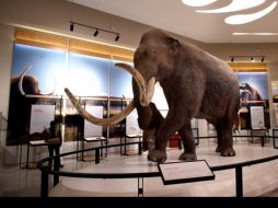 Las instalaciones se plantean como un enclave nacional e internacional para el estudio de la paleontología. ESPECIAL/INAH