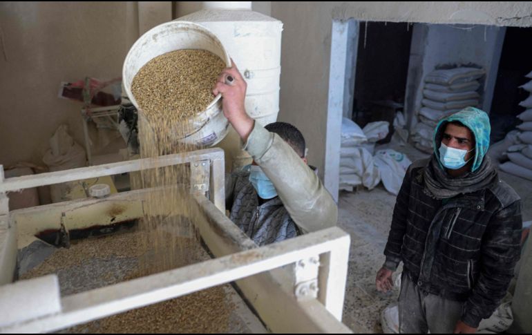 Molienda de trigo en Palestina. La crisis de Ucrania está teniendo un impacto significativo en la agricultura, las materias primas y otros mercados. AFP/S. Khatib