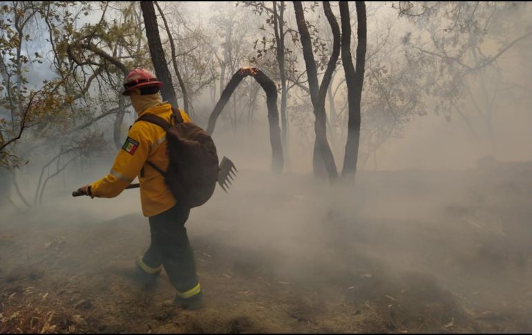 El incendio se registra en el Área Natural Protegida (ANP) de la zona del Bajío de Milpillas, en el Bosque La Primavera. ESPECIAL