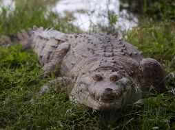 Aunque poco frecuentes, medios locales reportan con cierta frecuencia accidentes de este tipo, ya sea con cocodrilos, caimanes u osos.  EFE / ARCHIVO