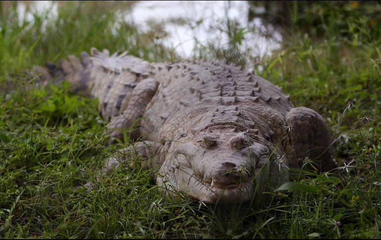 Aunque poco frecuentes, medios locales reportan con cierta frecuencia accidentes de este tipo, ya sea con cocodrilos, caimanes u osos.  EFE / ARCHIVO