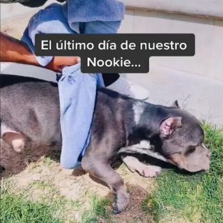 Tiktoker comparte el último día de su perrito y conmueve las redes