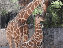 Foto: Cortesía Zoológico Guadalajara