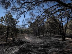 Hasta el momento se estima una afectación preliminar de 280 hectáreas por el incendio en la ANP. ESPECIAL / Gestión del Territorio Jalisco