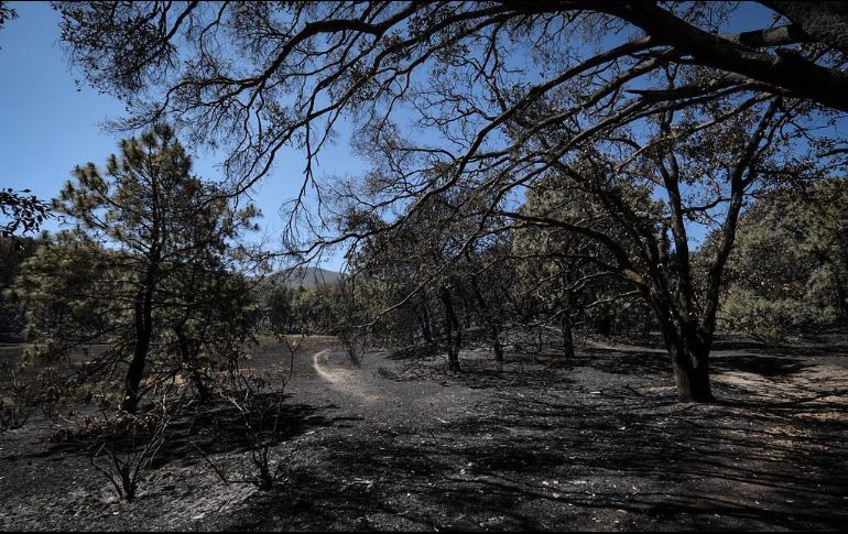 Hasta el momento se estima una afectación preliminar de 280 hectáreas por el incendio en la ANP. ESPECIAL / Gestión del Territorio Jalisco