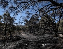 Hasta el momento se estima una afectación preliminar de 280 hectáreas por el incendio en la ANP. ESPECIAL / Gestión del Territorio Jalisco