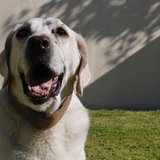Frida, la perrita rescatista de los sismos de 2017, está delicada de salud