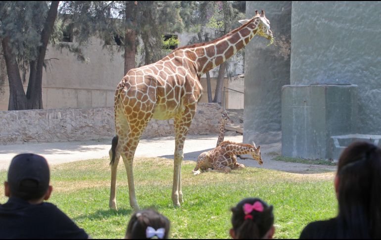 El Zoológico es de los parques mexicanos que cuenta con un grupo numeroso de jirafas. EL INFORMADOR/A. Camacho