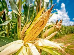 Brasil es uno de los mayores productores mundiales de cereales y tiene como objetivo ocupar el espacio de Ucrania en el mercado del maíz. EFE/M. Méndez