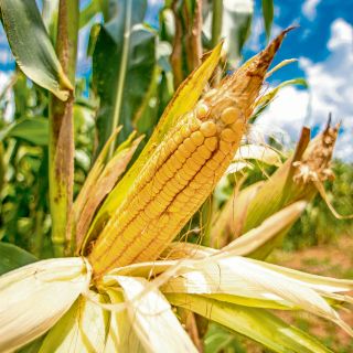 América es una opción a la crisis alimentaria mundial