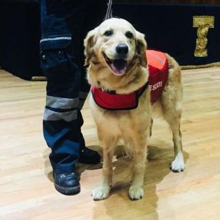 Nalah: Muere perrita rescatista del sismo de 2017 en CDMX