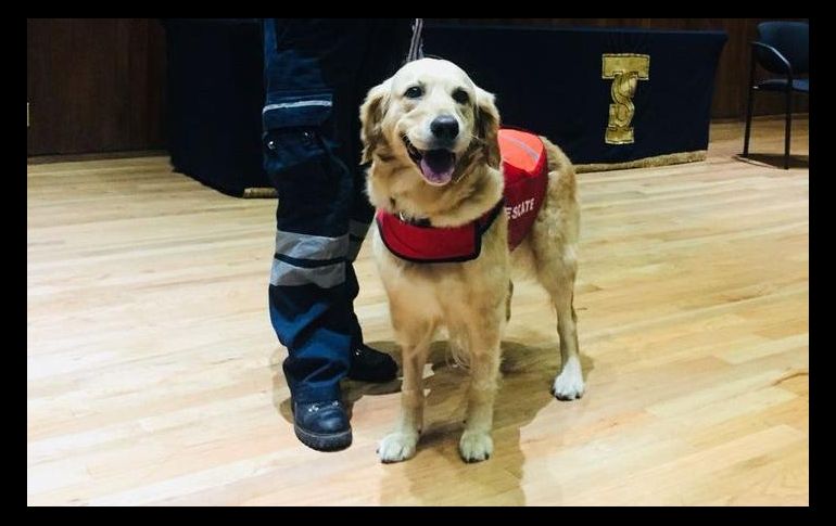 Nalah nació el 17 de mayo del 2011, y comenzó a los 8 meses de edad su entrenamiento como perro de búsqueda y rescate, el cual duró alrededor de dos años. FACEBOOK / @K9Nalah