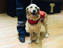 Nalah nació el 17 de mayo del 2011, y comenzó a los 8 meses de edad su entrenamiento como perro de búsqueda y rescate, el cual duró alrededor de dos años. FACEBOOK / @K9Nalah