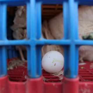 Gripe aviar: Iowa detecta dos nuevos brotes y sacrificará más de 1.5 millones de aves