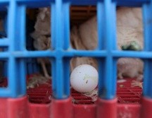 Según expertos, parece que las infecciones proceden de aves silvestres migratorias. EL INFORMADOR/ARCHIVO