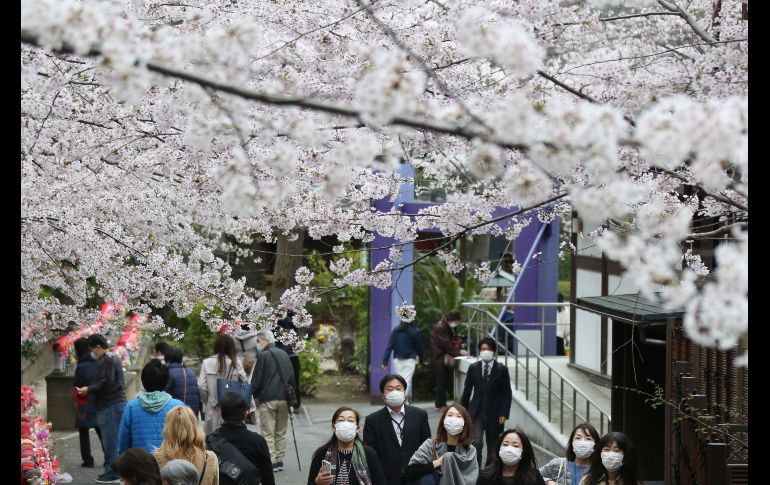 En el Parque Chidorigafuchi, miles de personas contemplaban los pétalos color rosa pálido mientras paseaban bajo las filas de árboles o desde botes de remos. AP/K. Sasahara