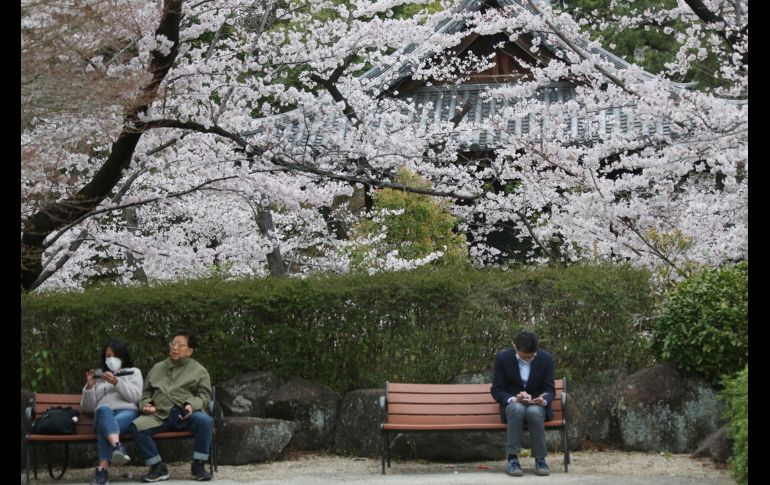 En el Parque Chidorigafuchi, miles de personas contemplaban los pétalos color rosa pálido mientras paseaban bajo las filas de árboles o desde botes de remos. AP/K. Sasahara