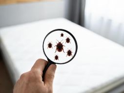 Se han identificado más de 50 casos de HRTV. INFORMADOR/ARCHIVO