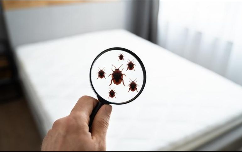 Se han identificado más de 50 casos de HRTV. INFORMADOR/ARCHIVO