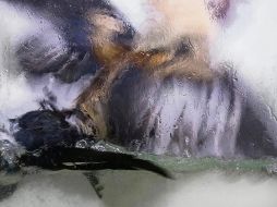 Exposición. La obra mostrará, entre otras expresiones, la plasticidad de un gallo giro sumergido en el agua, entre otras piezas. Cortesía