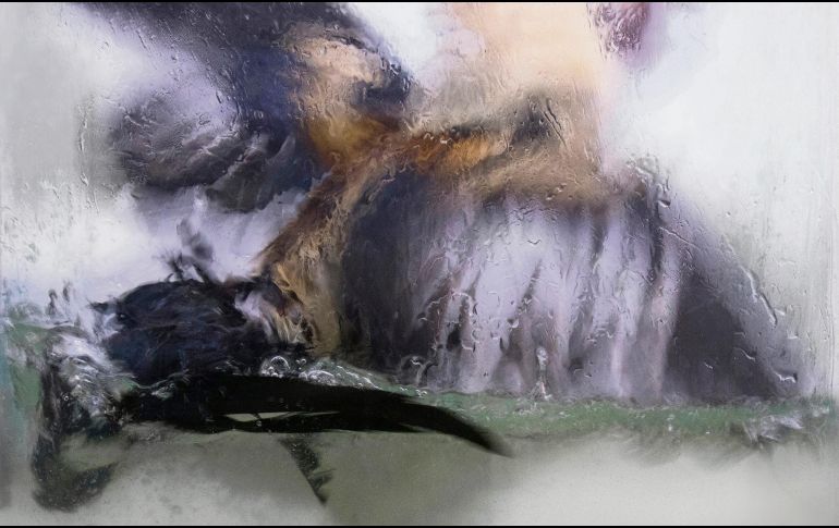 Exposición. La obra mostrará, entre otras expresiones, la plasticidad de un gallo giro sumergido en el agua, entre otras piezas. Cortesía