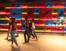 Todos los domingos, a partir del día 3 de abril y hasta el 1 de mayo, el Acuario Michin realizará actividades enfocadas en Guadalajara. EL INFORMADOR / ARCHIVO