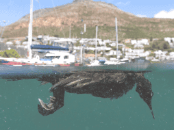 Desastre. La biodiversidad del planeta está en riesgo si no se toman medidas emergentes. EFE