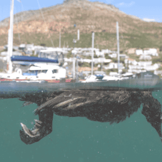 Proteger el 30% del planeta es sólo el inicio para salvar la naturaleza