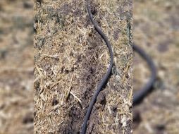 En esta acción no hubo detenidos y lo asegurado fue puesto a disposición del Ministerio Público Federal. ESPECIAL /