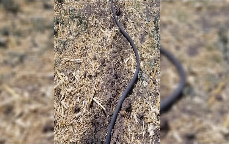 En esta acción no hubo detenidos y lo asegurado fue puesto a disposición del Ministerio Público Federal. ESPECIAL /