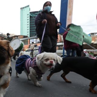 Fotogalería: Marcha de perros en Bolivia contra el maltrato animal