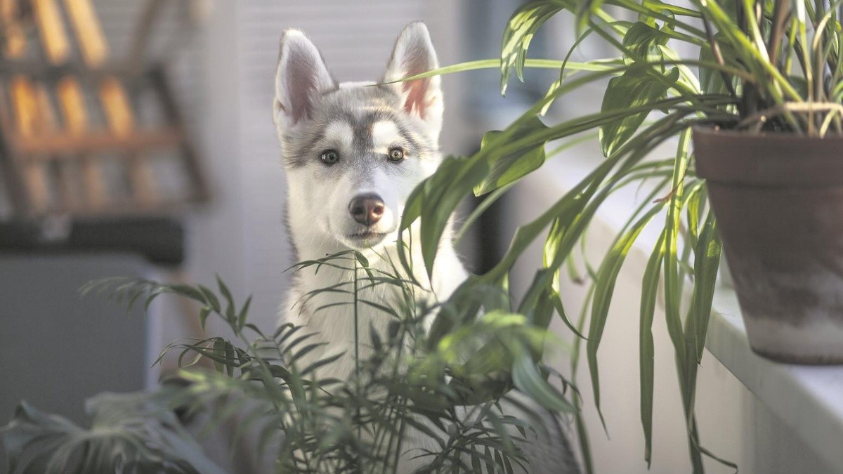 son los tulipanes seguros para perros y gatos