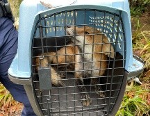 Luego de un cuidadoso operativo, agentes pudieron enjaular al animal sin dañarlo. AFP/US Capitol Police