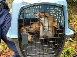 Luego de un cuidadoso operativo, agentes pudieron enjaular al animal sin dañarlo. AFP/US Capitol Police