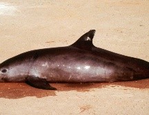 Las vaquitas se ahogan en redes ilegales colocadas por pescadores para atrapar totoabas. AP/ARCHIVO