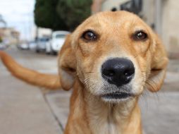 Maltrato. Se busca crear un registro de personas maltratadoras de animales. Pixabay