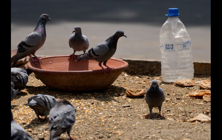 Los meses más calurosos del verano boreal: abril, mayo y junio, suelen ser insoportables en la mayor parte de la India antes de la llegada del monzón. AP/M. Swarup