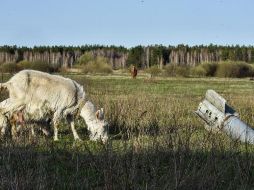 Lamentan que, debido a la situación, asociaciones humanitarias no puedan llevar alimentos a quienes los necesitan. EFE/O. Petrasyuk