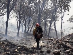 Tras el reporte acudieron al punto elementos forestales de la Secretaría de Medio Ambiente y Desarrollo Territorial (Semadet), del OPD Bosque La Primavera y de la Coordinación de Protección Civil y Bomberos Zapopan. ESPECIAL