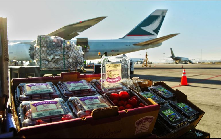 Las berries de Jalisco son exportadas a Estados Unidos, Europa y Asia principalmente. EL INFORMADOR/Archivo