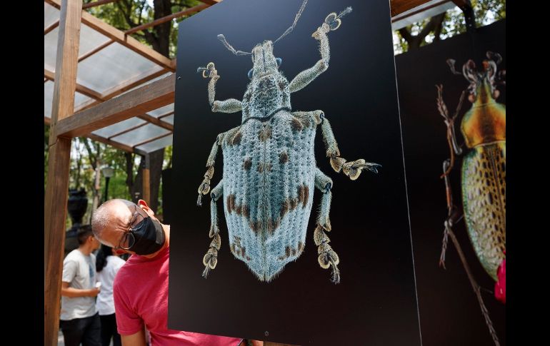 Los visitantes podrán apreciar 11 monumentales insectos a lo largo del recorrido dentro del Bosque de Chapultepec. EFE/J. Méndez