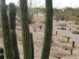 Unos saguaros enmarcan la soledad de El Pinacate, en Sonora. EFE /