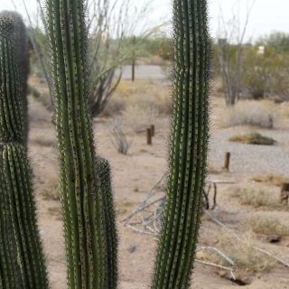 Chihuahua: Rescatan a mujer extraviada en el desierto que intentó cruzar a Estados Unidos