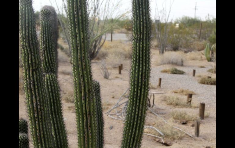 Se montó un operativo de búsqueda 12 kilómetros al interior del desierto, logrando localizar a una mujer de 36 años, originaria de Cuauhtémoc, Chihuahua. EFE / ARCHIVO